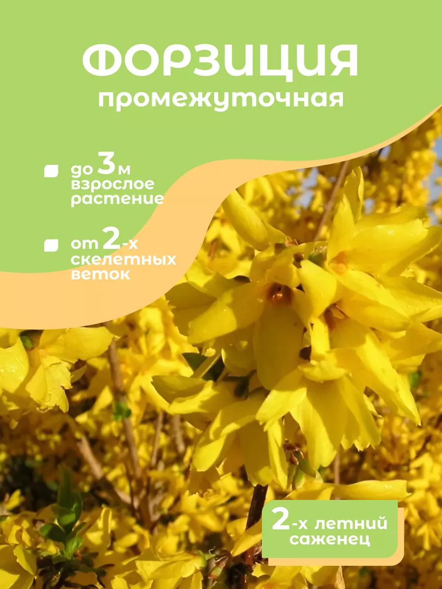Саженцы Форзиция...