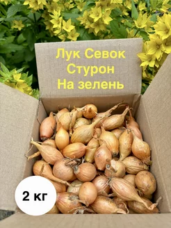 Лук севок на зелень Стурон O