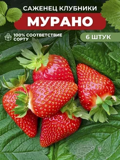 Саженцы Клубники Мурано многолетние рассада 6 шт. Основа Сада 240299324 купить за 359 ₽ в интернет-магазине Wildberries