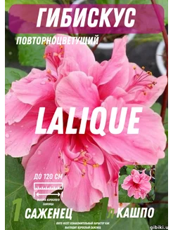 Гибискус комнатный Лалик Laliq комнатные цветы 240370454 купить за 1 197 ₽ в интернет-магазине Wildberries