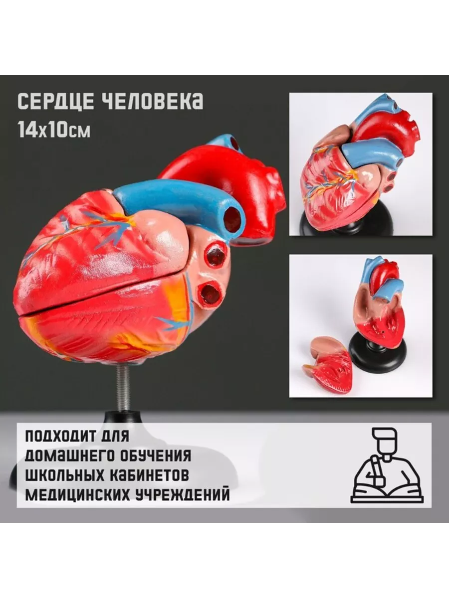 Анатомический макет сердца человека 14х10 см