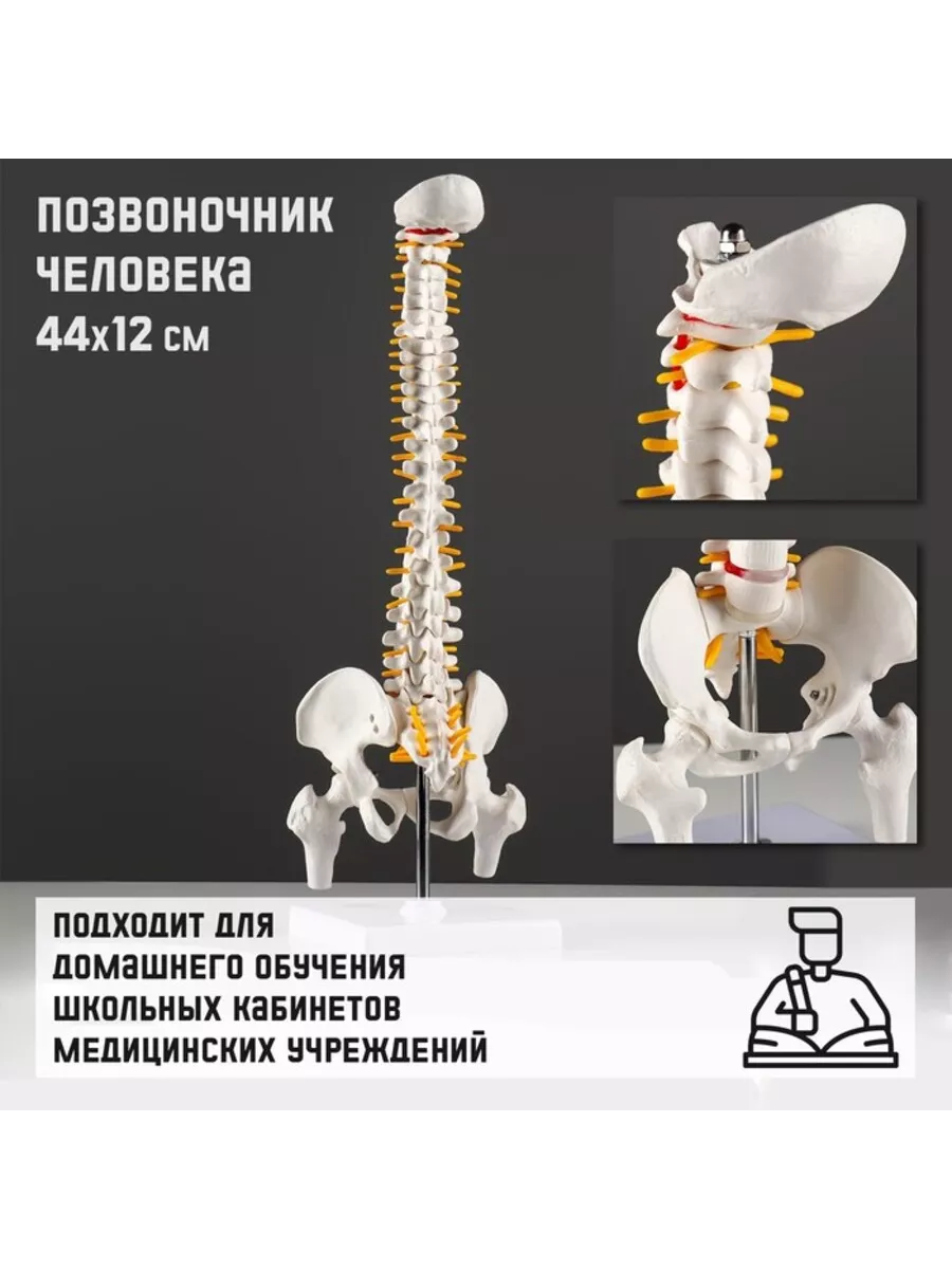 Анатомический макет позвоночника 44х12 см