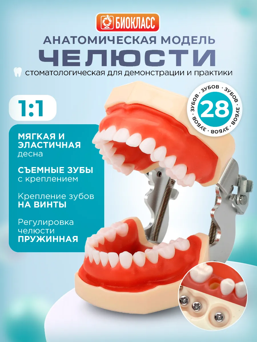 Модель челюсти человека учебная со съемными зубами 28 зубов